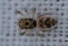Salticus scenicus